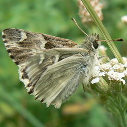 Muschampia lavatherae